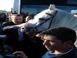 Başbakan’a yeni at hediye edilecek